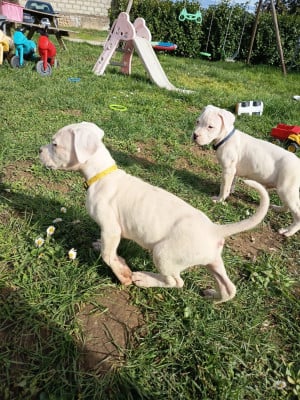 Les chiots de Dogo Argentino