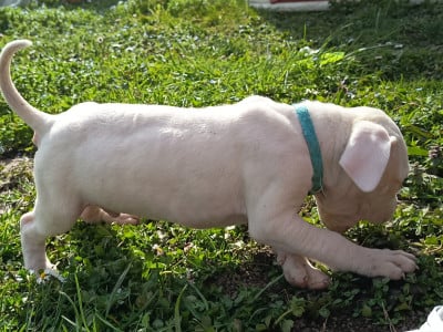 Les chiots de Dogo Argentino