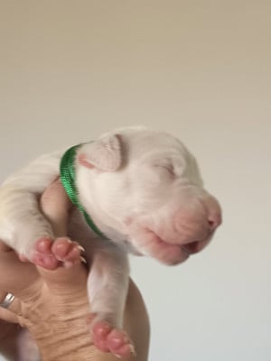 Les chiots de Dogo Argentino