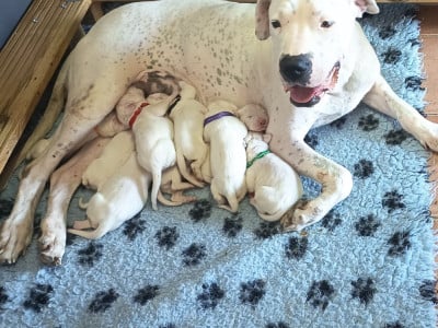 Les chiots de Dogo Argentino