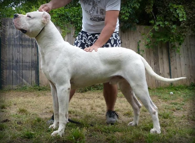 Accueil Elevage Du Domaine De Giulaxe Eleveur De Chiens