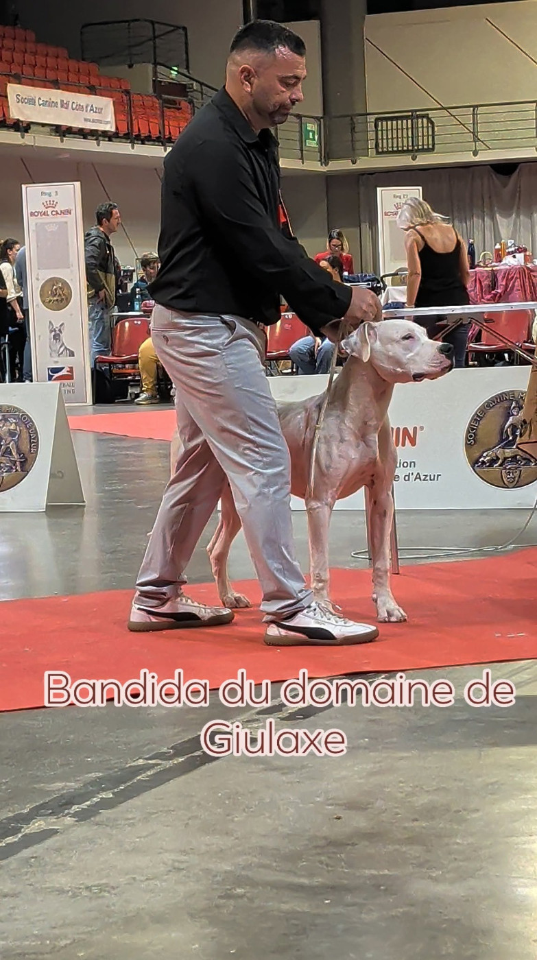 Bandida du domaine de Giulaxe - 1ère EXCELLENTE - CACJ - BOS (Meilleure de race de sexe opposé)