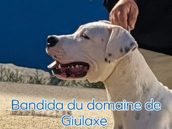 Bandida du domaine de Giulaxe - 1ère EXCELLENTE - CACIB J