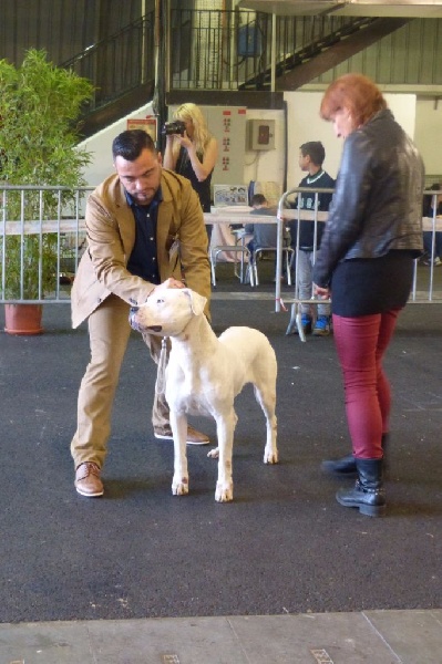 CH. Xana riofabar - 2ème EXCELLENTE RCACIB RCACS