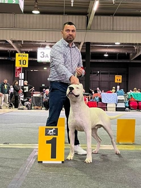 Urban du domaine de Giulaxe - 1er EXCELLENT - CACIB J - MEILLEUR JEUNE - BOS Meilleur de race de sexe opposé