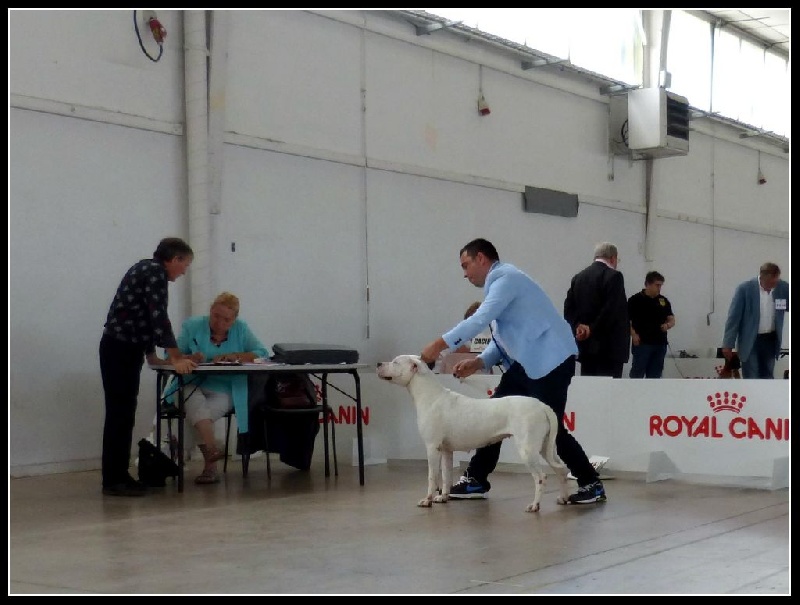 CH. Xana riofabar - 1ère excellente - CACS - CACIB