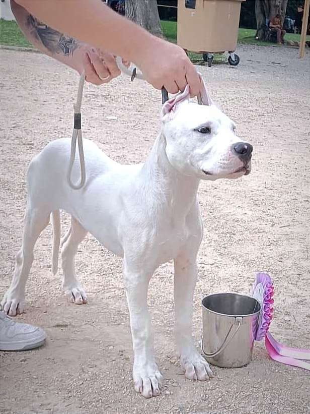 Urban du domaine de Giulaxe - TRES PROMETTEUR - MEILLEUR PUPPY