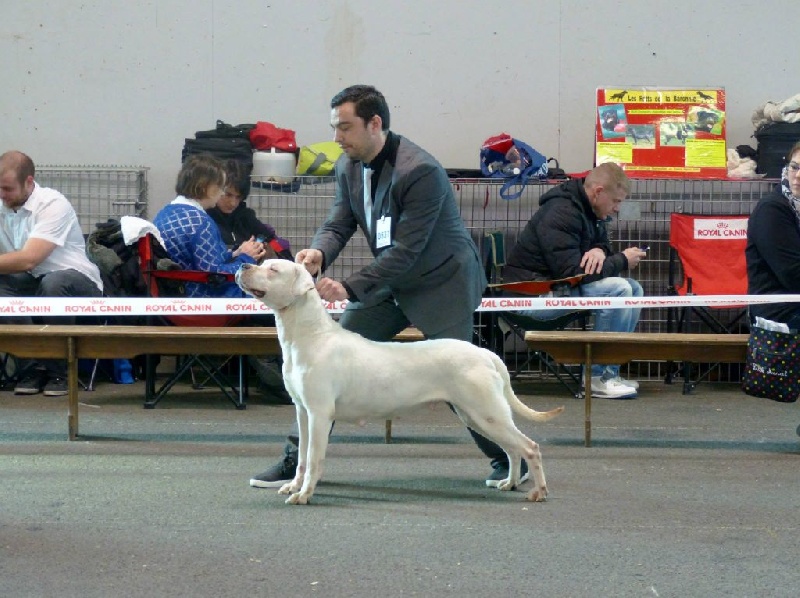 CH. Xana riofabar - 2ème excellente RCACS - RCACIB
