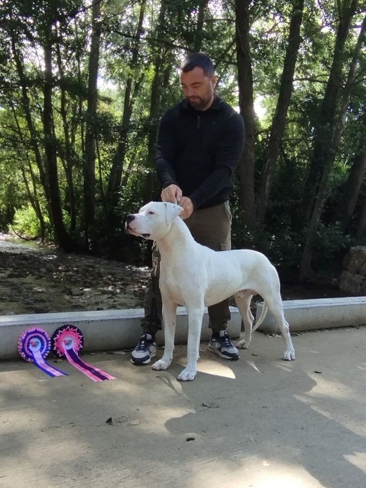 Urban du domaine de Giulaxe - 1er EXCELLENT - CAC J - MEILLEUR JEUNE - BOB Meilleur de race