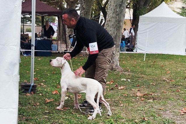 Noxa del kasteldogos - 1ère TRES PROMETTEUSE - MEILLEURE BABY