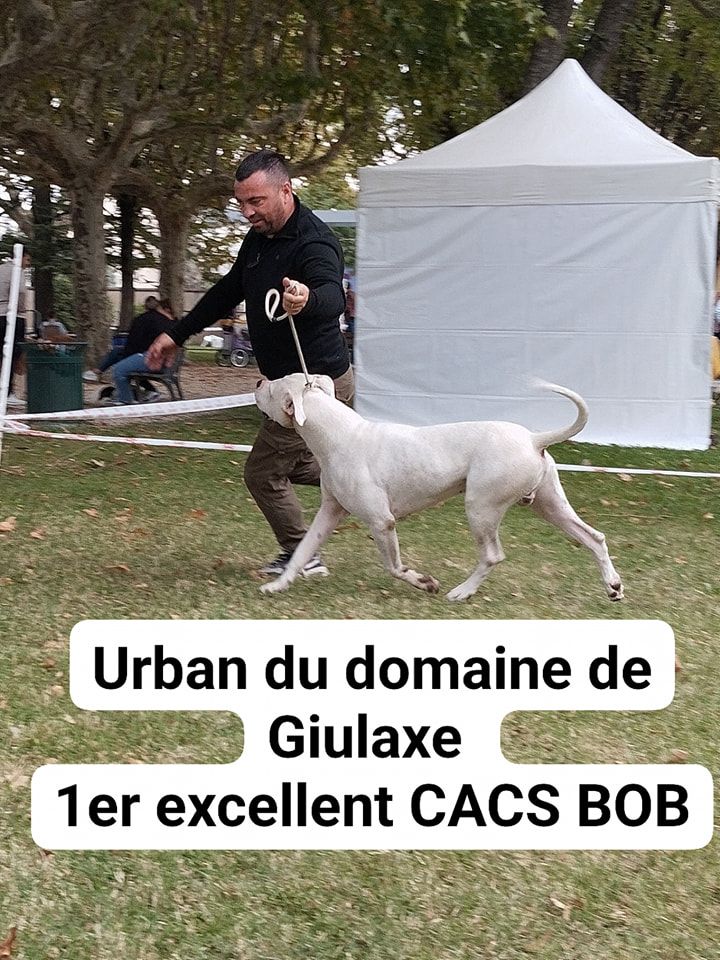 Urban du domaine de Giulaxe - 1er EXCELLENT - CACS - BOB (meilleur de race)
