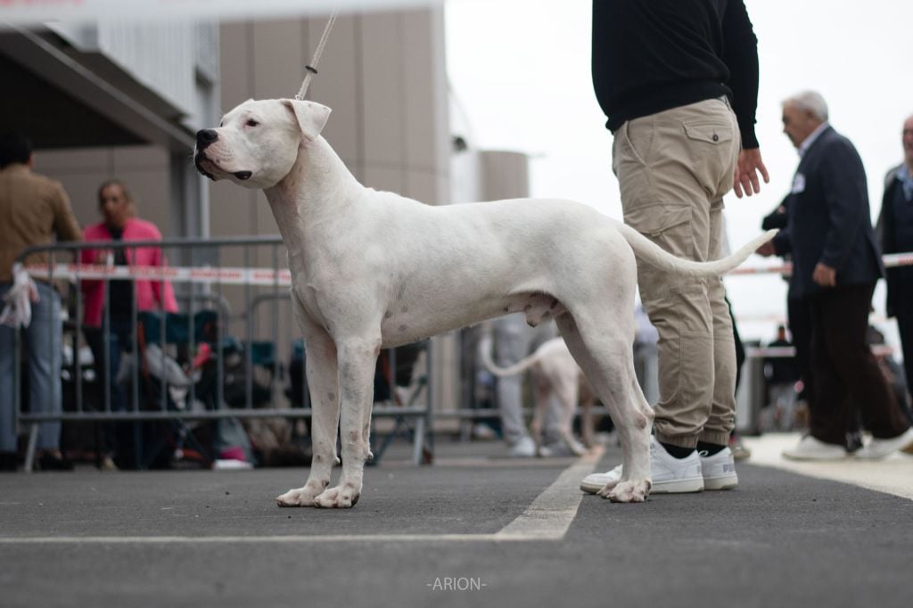 Urban du domaine de Giulaxe - 1er EXCELLENT - CAC-J - MEILLEUR JEUNE - MEILLEUR DE RACE