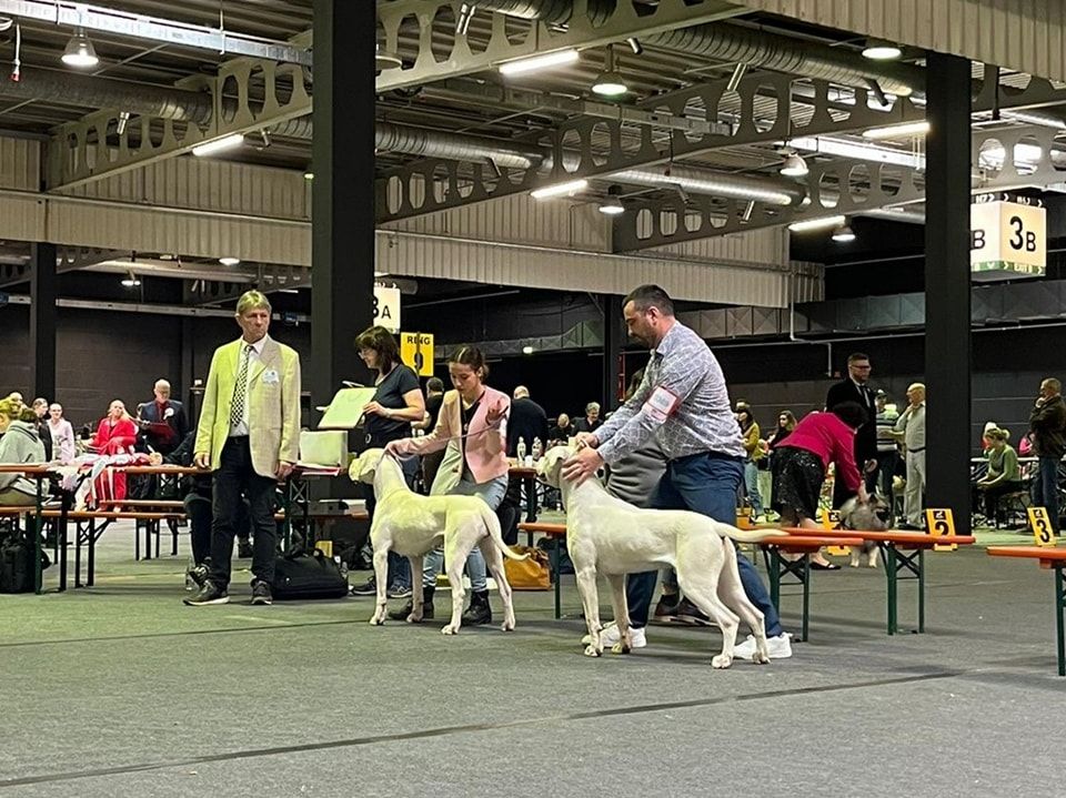Urban du domaine de Giulaxe - 1er EXCELLENT - CACB J - MEILLEUR JEUNE - BOS meilleur de race de sexe opposé