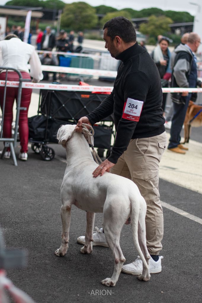 Urban du domaine de Giulaxe - 1er EXCELLENT - CACIB-J - MEILLEUR JEUNE - MEILLEUR DE RACE