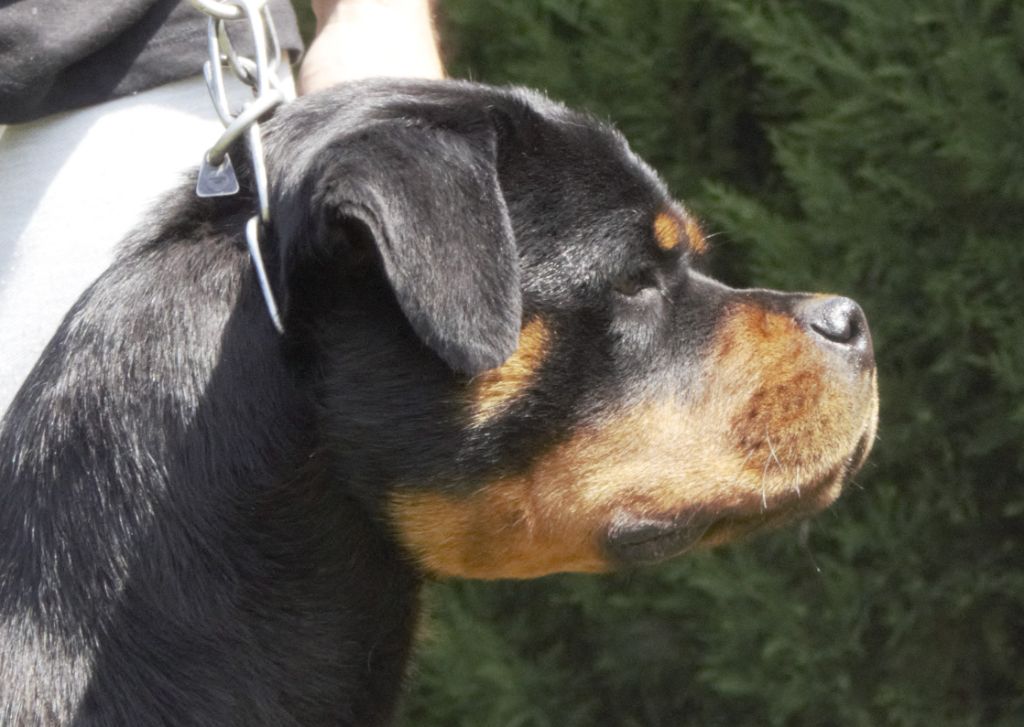 Publication : von der wharen kraft