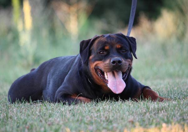 Publication : von der wharen kraft