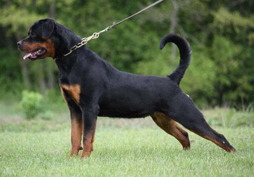 Publication : von der wharen kraft