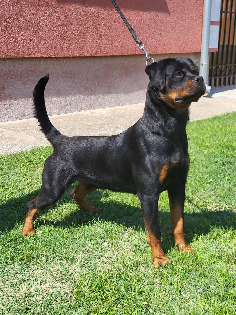 Publication : von der wharen kraft