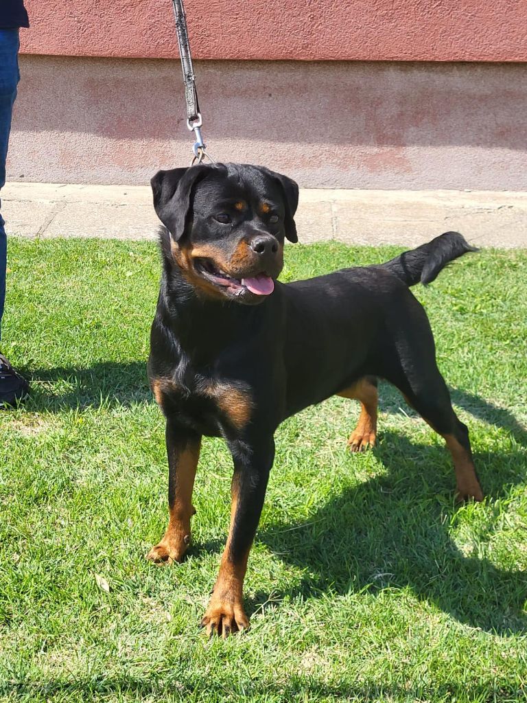 Publication : von der wharen kraft