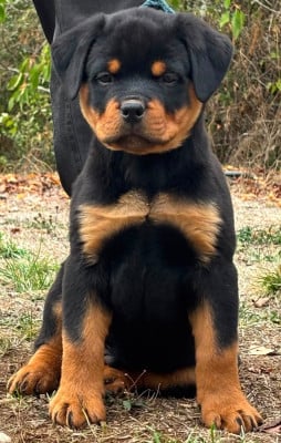 Les chiots de Rottweiler
