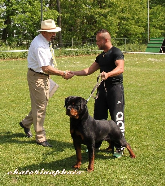 Ch jeune jackpot von der wharen kraft - V1 young class 9/15 months