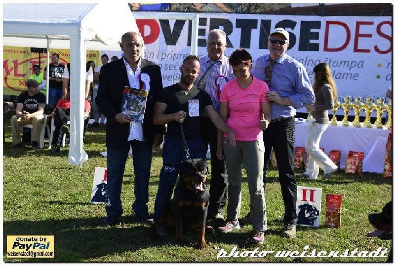 Ch jeune jackpot von der wharen kraft - V 2 YOUNG CLASSE