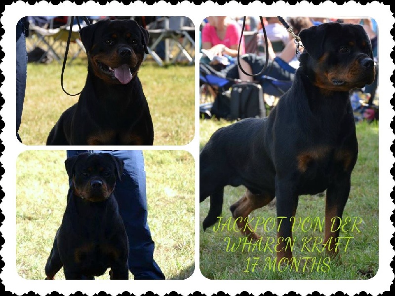 Ch jeune jackpot von der wharen kraft - V6