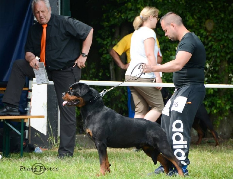 Ch jeune jackpot von der wharen kraft - 4eme exc ouverte male