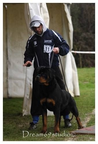 Ch jeune jackpot von der wharen kraft - 1ER EXCC CLASSE JEUNE 9/12 MOIS