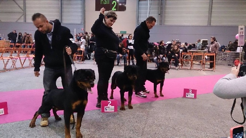 Ch jeune jackpot von der wharen kraft - 1ER EXCELLENT MEILLEUR JEUNE