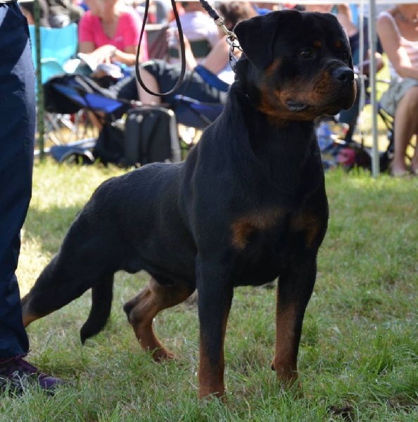 Ch jeune jackpot von der wharen kraft - V 5