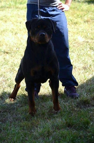 Ch jeune jackpot von der wharen kraft - V1 young champion of Luxembourg