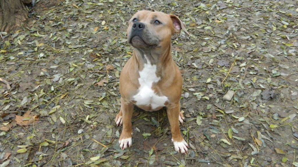 Publication : de la Terre d'Ovalie