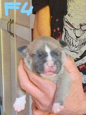 CHIOT - American Staffordshire Terrier
