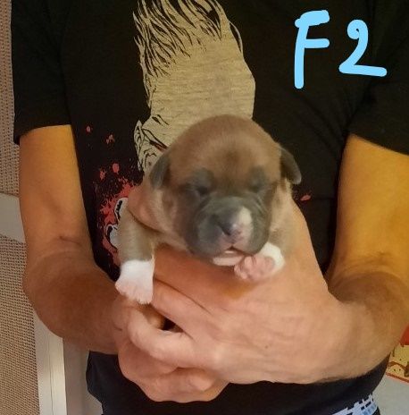 CHIOT - American Staffordshire Terrier