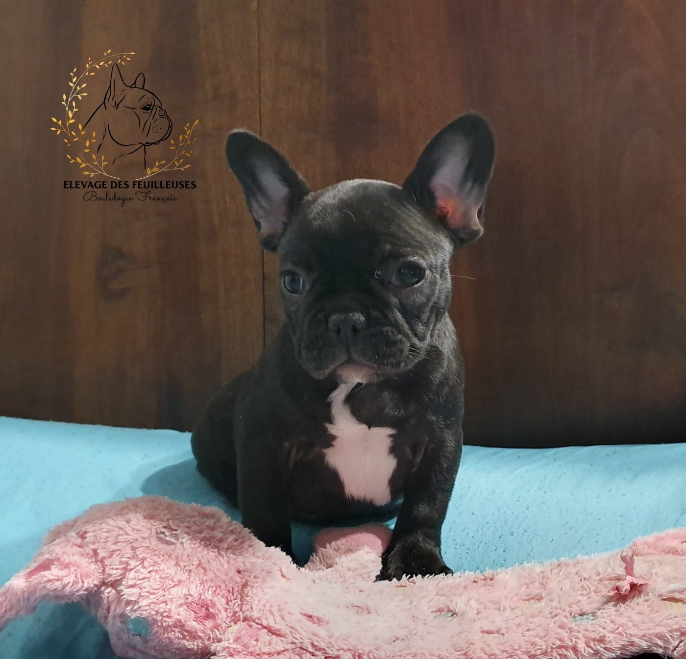 Violette des Feuilleuses