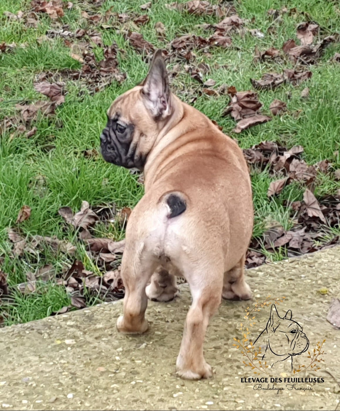 Audacieuse gourgandine des Feuilleuses