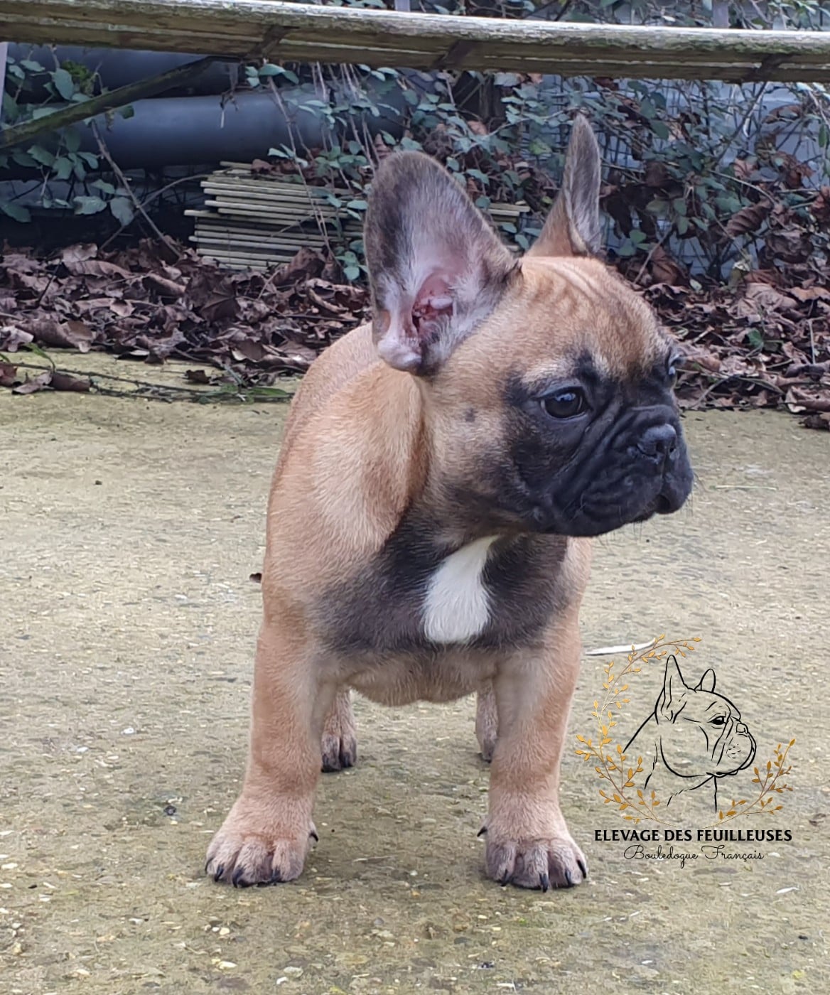 Audacieuse gourgandine des Feuilleuses