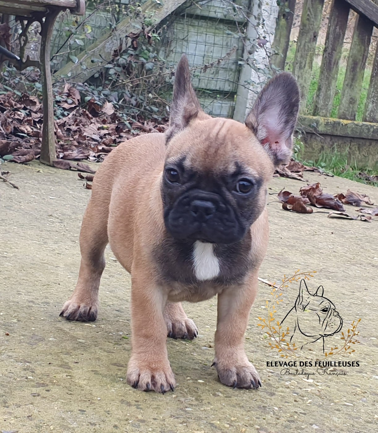 Audacieuse gourgandine des Feuilleuses