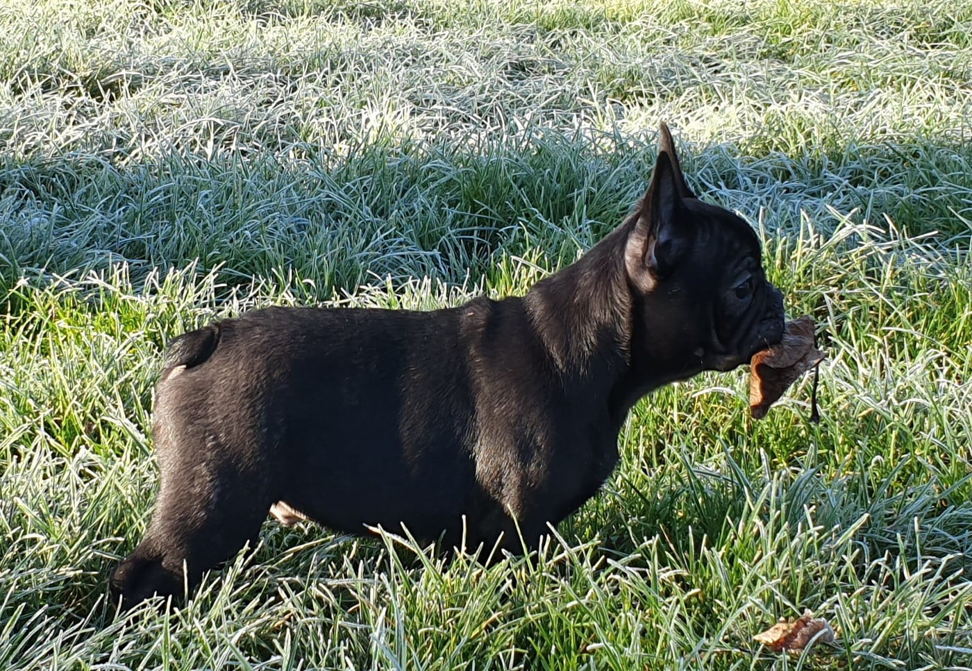 Arpege des Feuilleuses