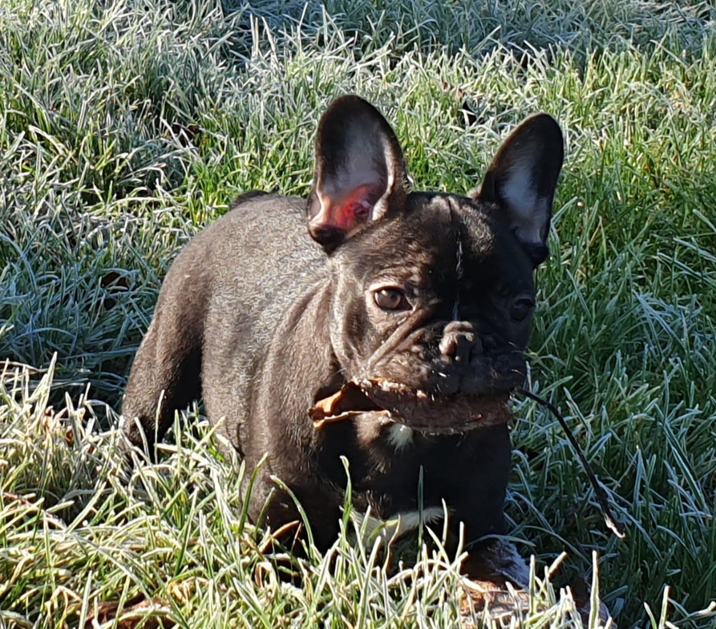 Arpege des Feuilleuses