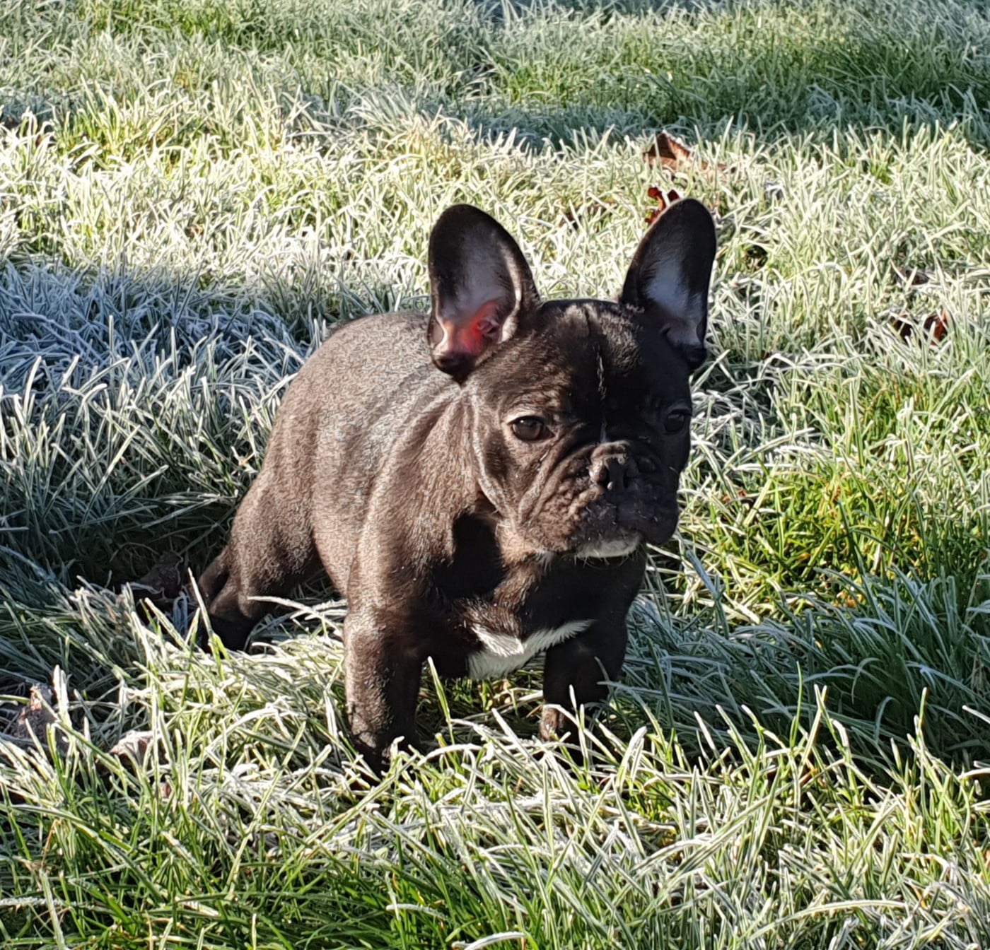 Arpege des Feuilleuses