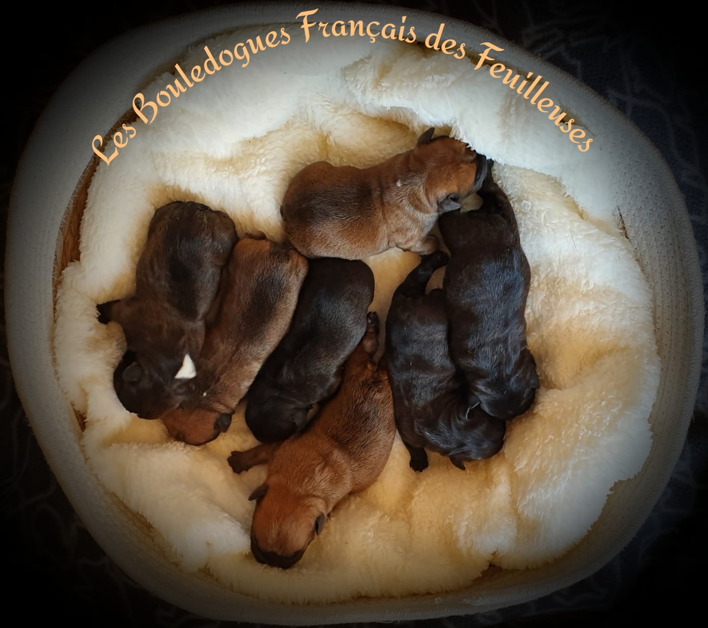 Chiot N°3 - Bouledogue français