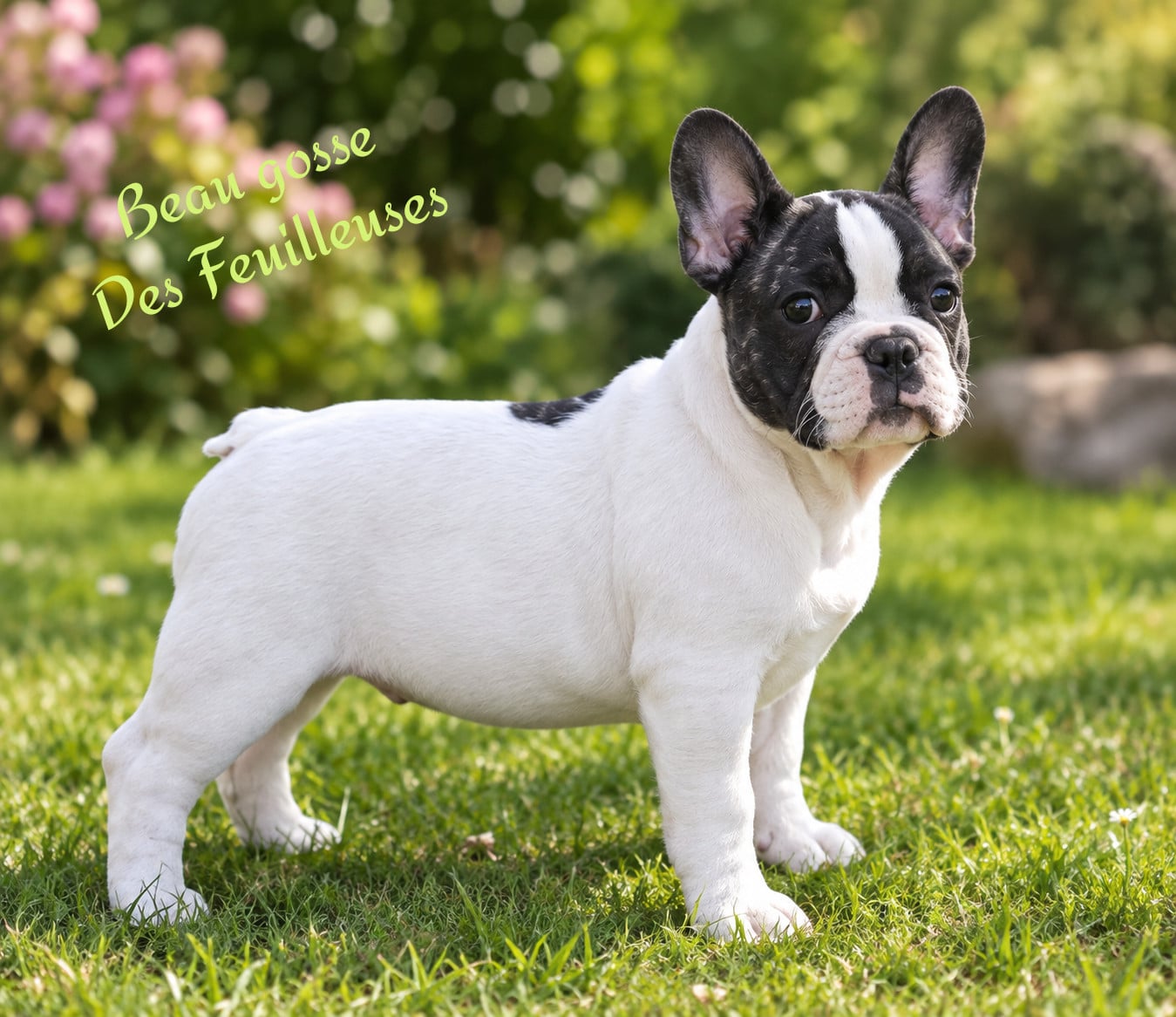 Bouledogue français - des Feuilleuses