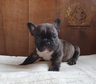 Les chiots de Bouledogue français