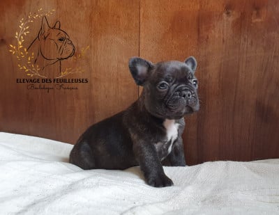 Les chiots de Bouledogue français