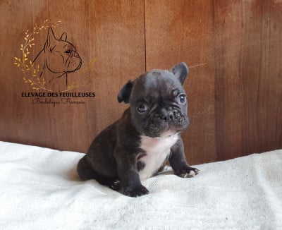 Les chiots de Bouledogue français