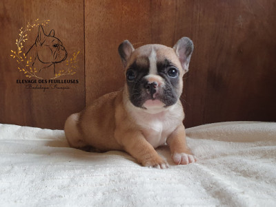 Les chiots de Bouledogue français