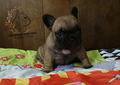 Les chiots de Bouledogue français