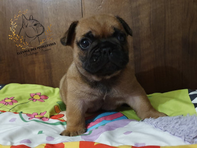 Les chiots de Bouledogue français